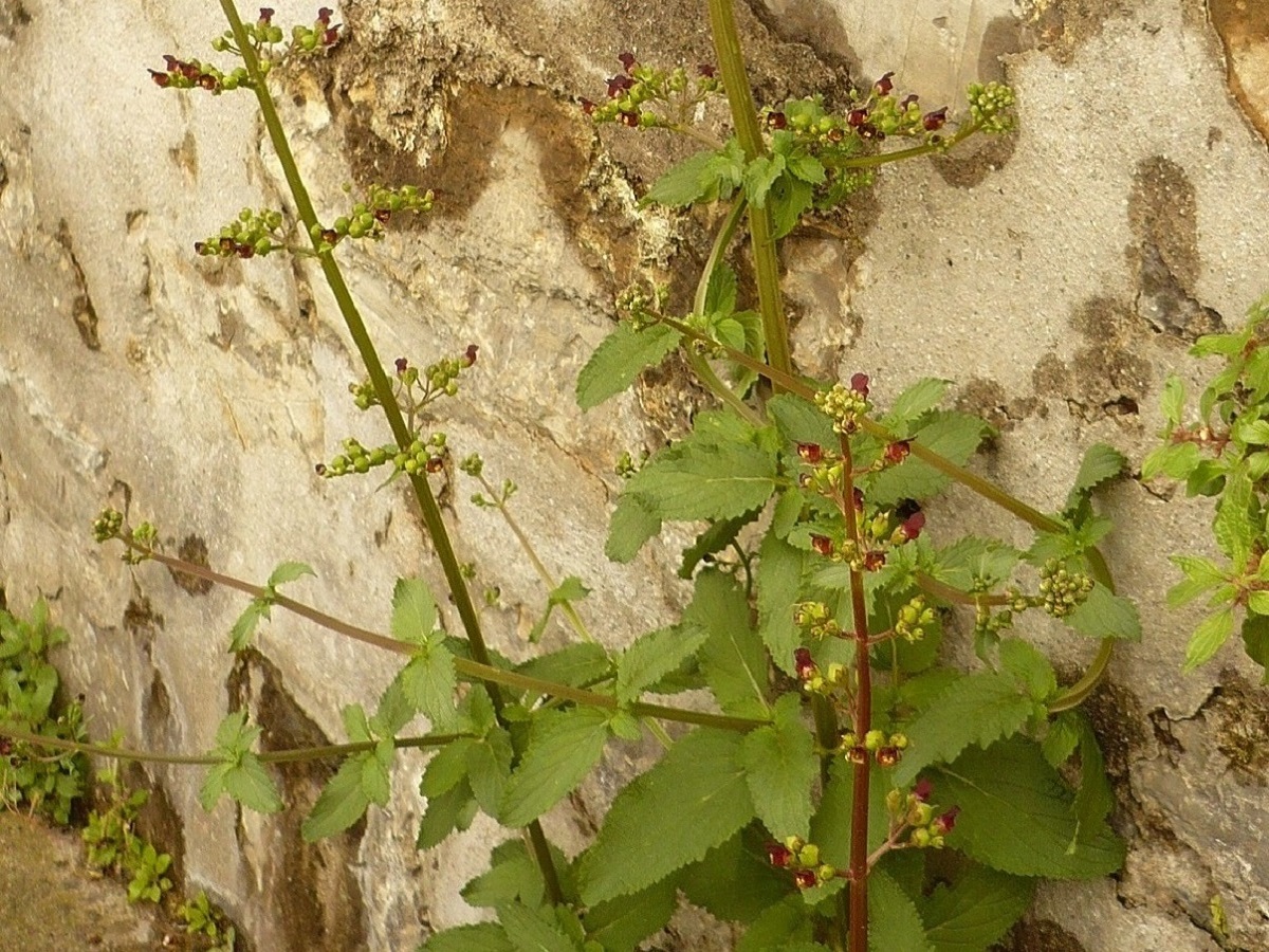 Scrophularia balbisii (Scrophulariaceae)
